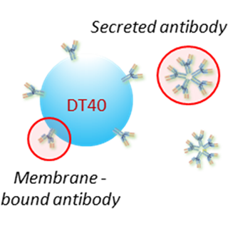 動物免疫タンパク質・細胞・DNA