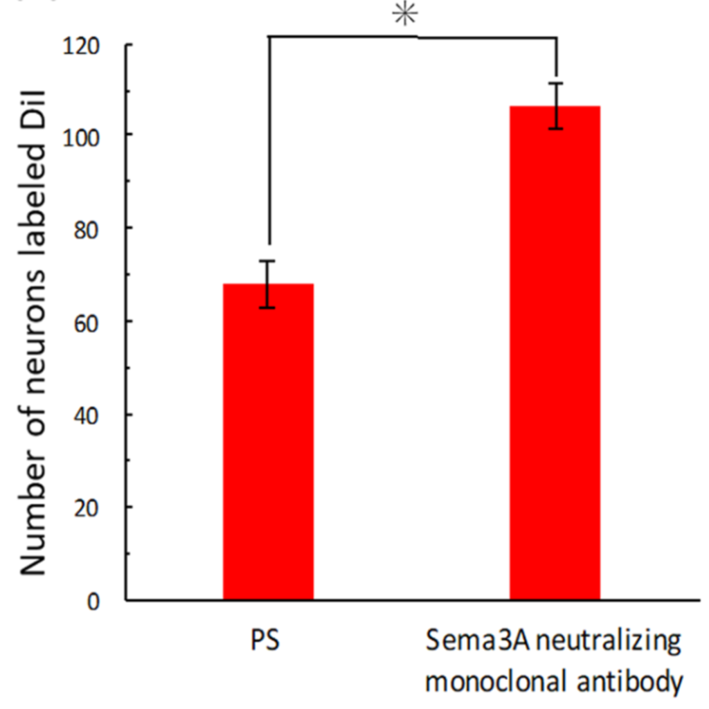 抗セマフォリン3A抗体を投与したマウスにおける神経細胞の比較2