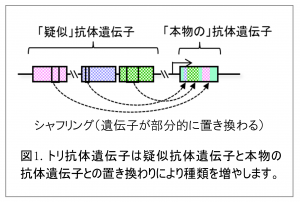 ヒトadlib システムに関する論文が掲載されました カイオム バイオサイエンス ヒトadlib システムに関する論文が掲載されました カイオム バイオサイエンス